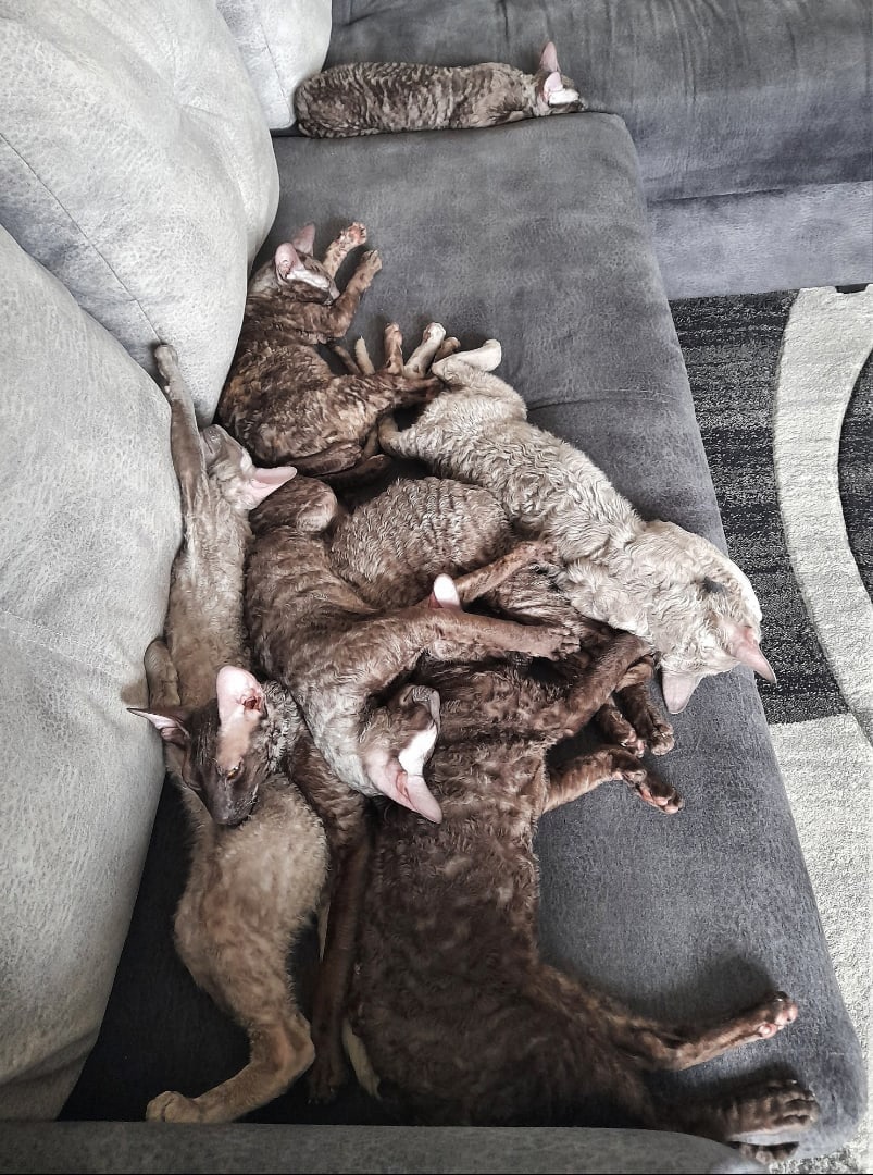 Пока эта банда спит, в доме тишина и покой