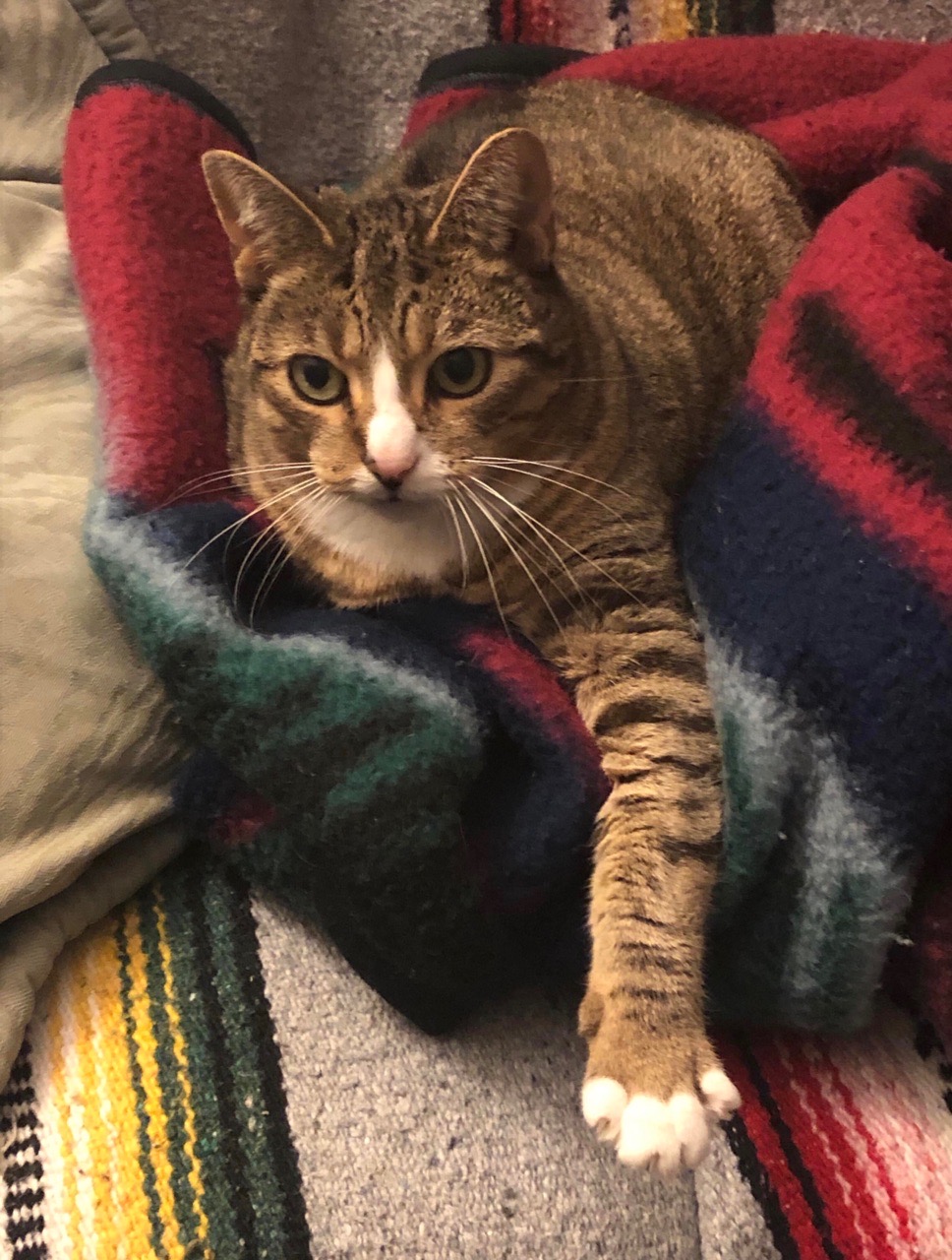 Хозяйка, иди отдохни, сегодня ведь выходной