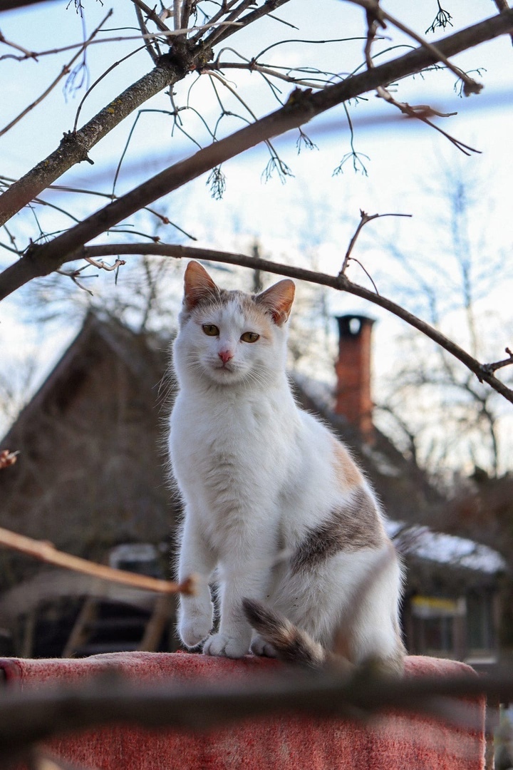 Лишь только  солнце встало, а я уж вся в делах