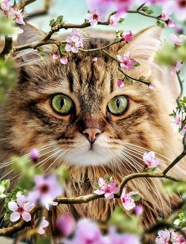 Люблю весну, обожаю цветы