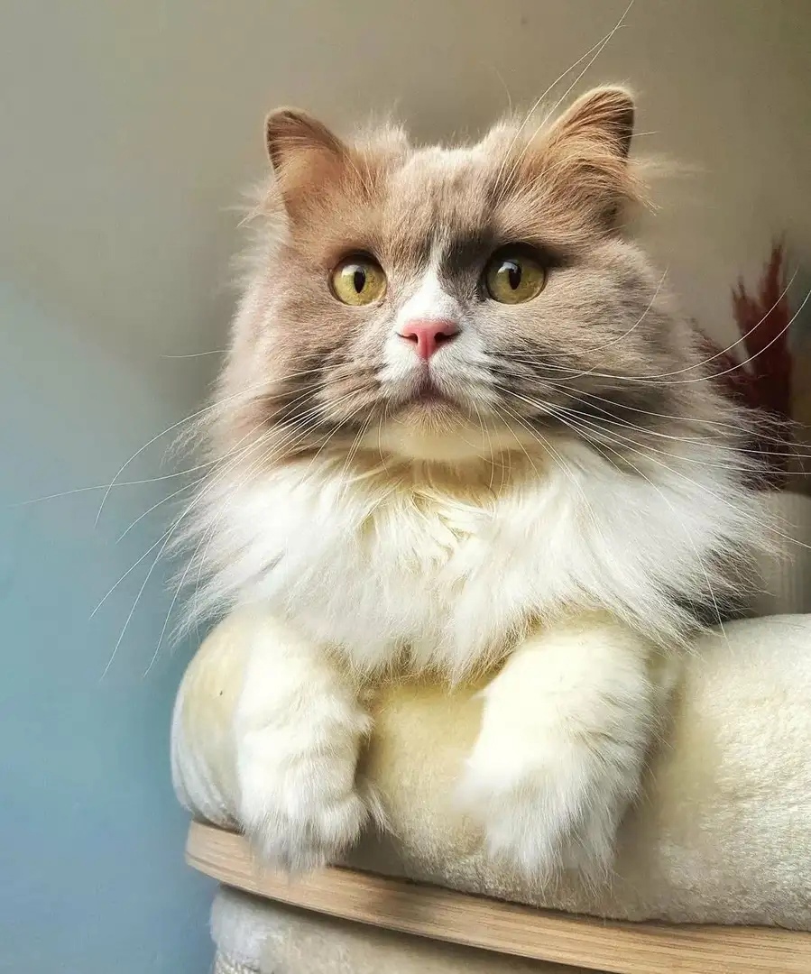 Пушистая куколка