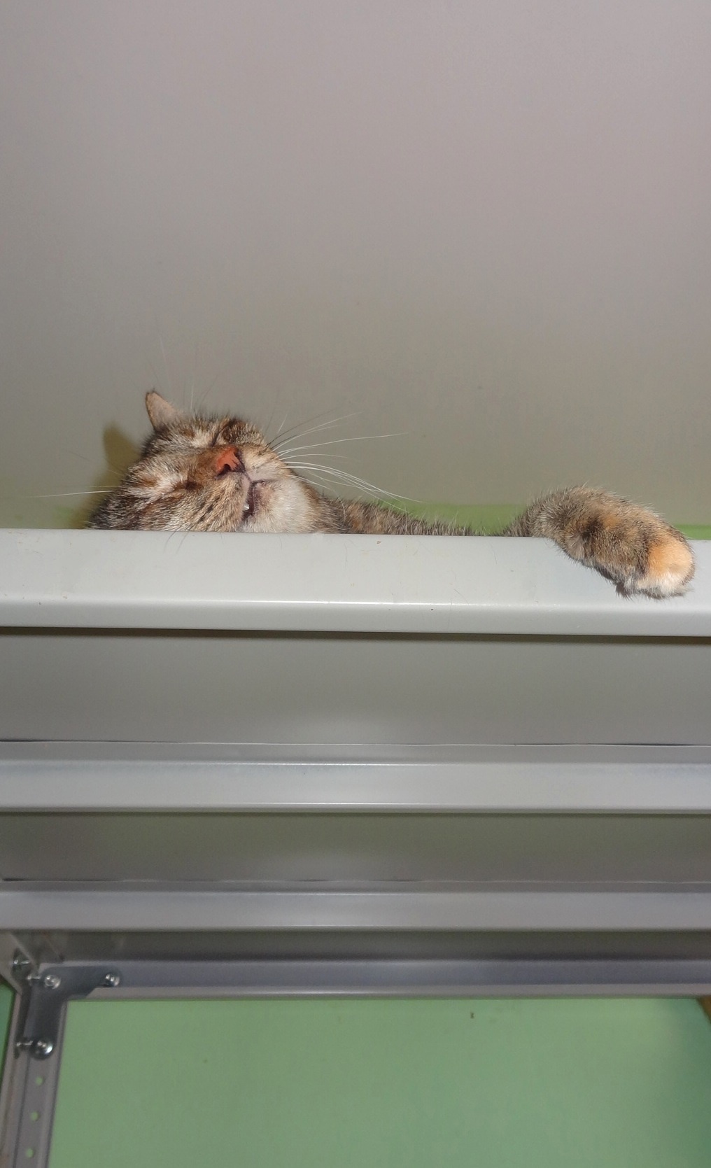 Вот он, дрыхнет безбилетник