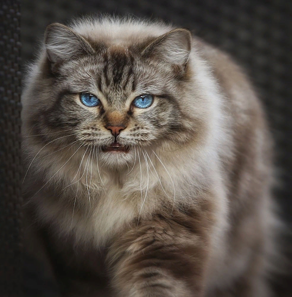 Я соскучился, хочу на ручки