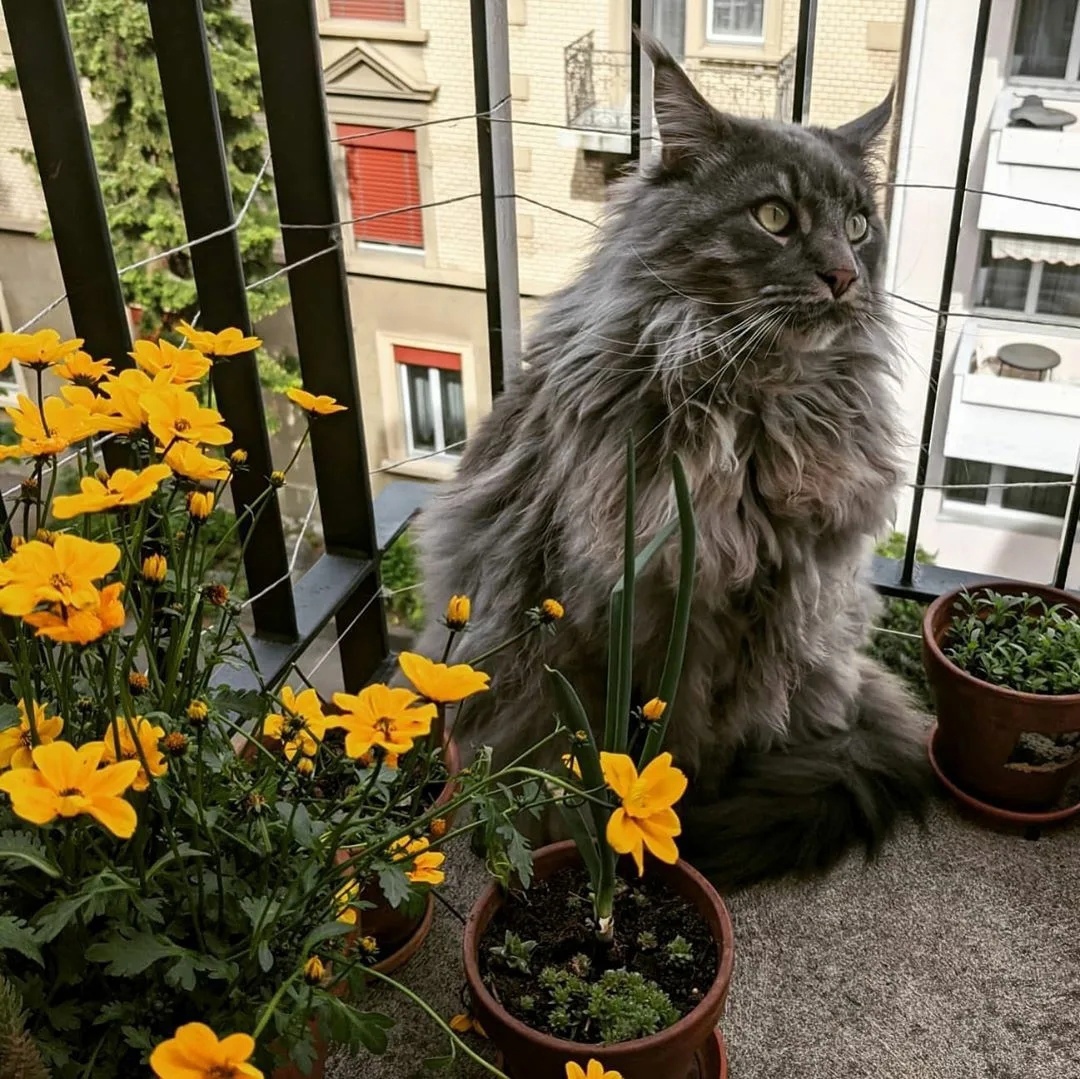 Развели тут ботанический сад, привлечь негде