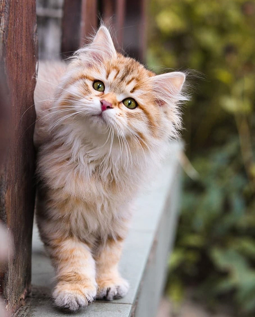 Где мои гулюшки