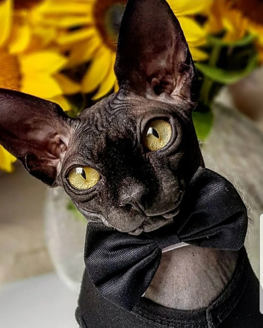 Сегодня, праздник у меня