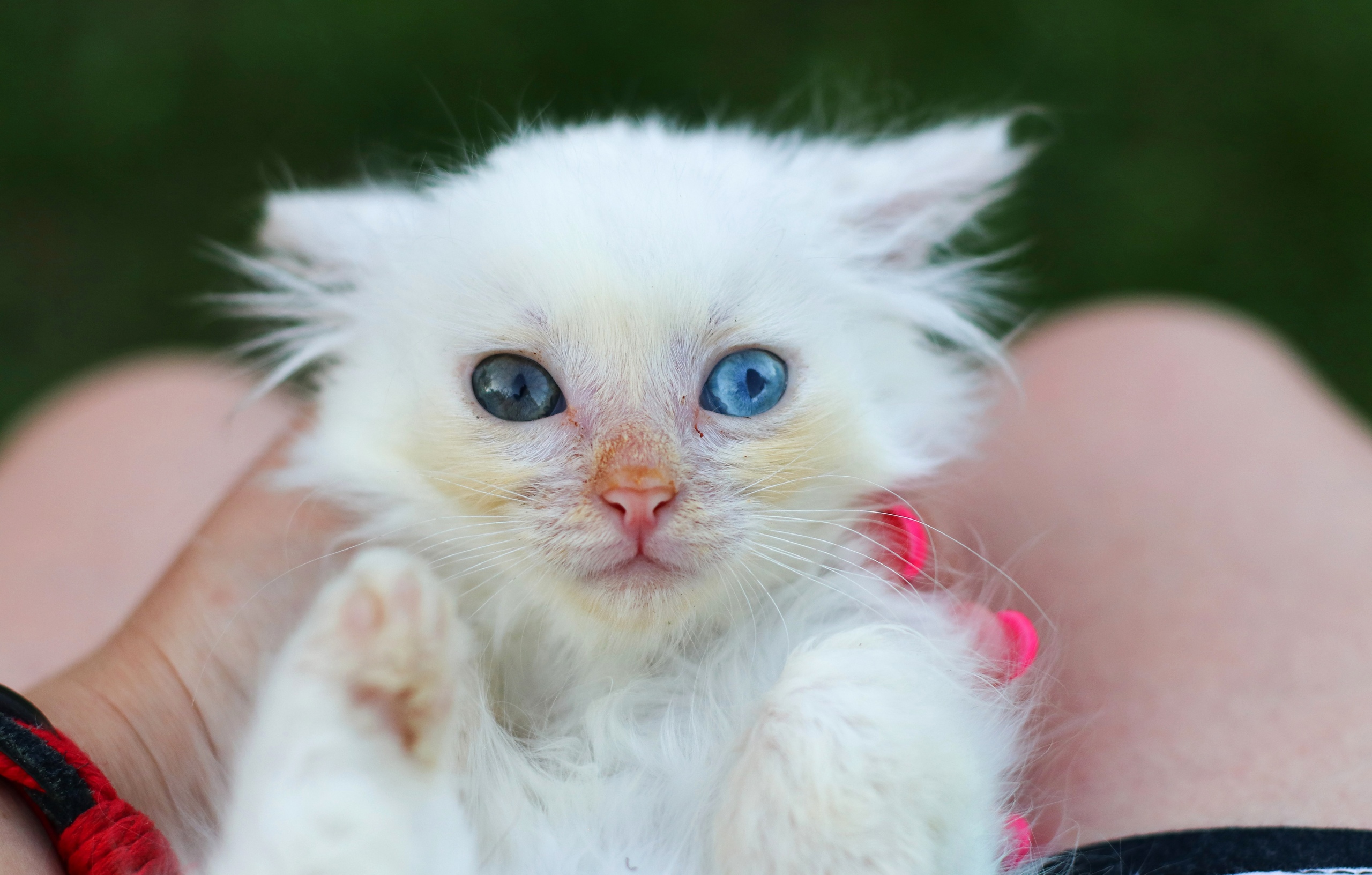 Попалась похитительница - кильки в томате