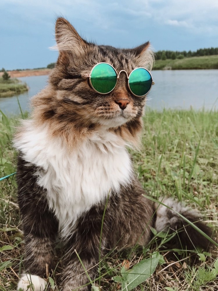 Городской котэ - приехал на природу