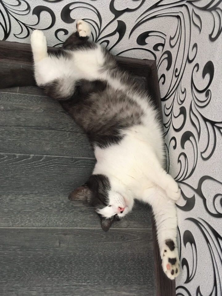 Шёл, упал, уснул