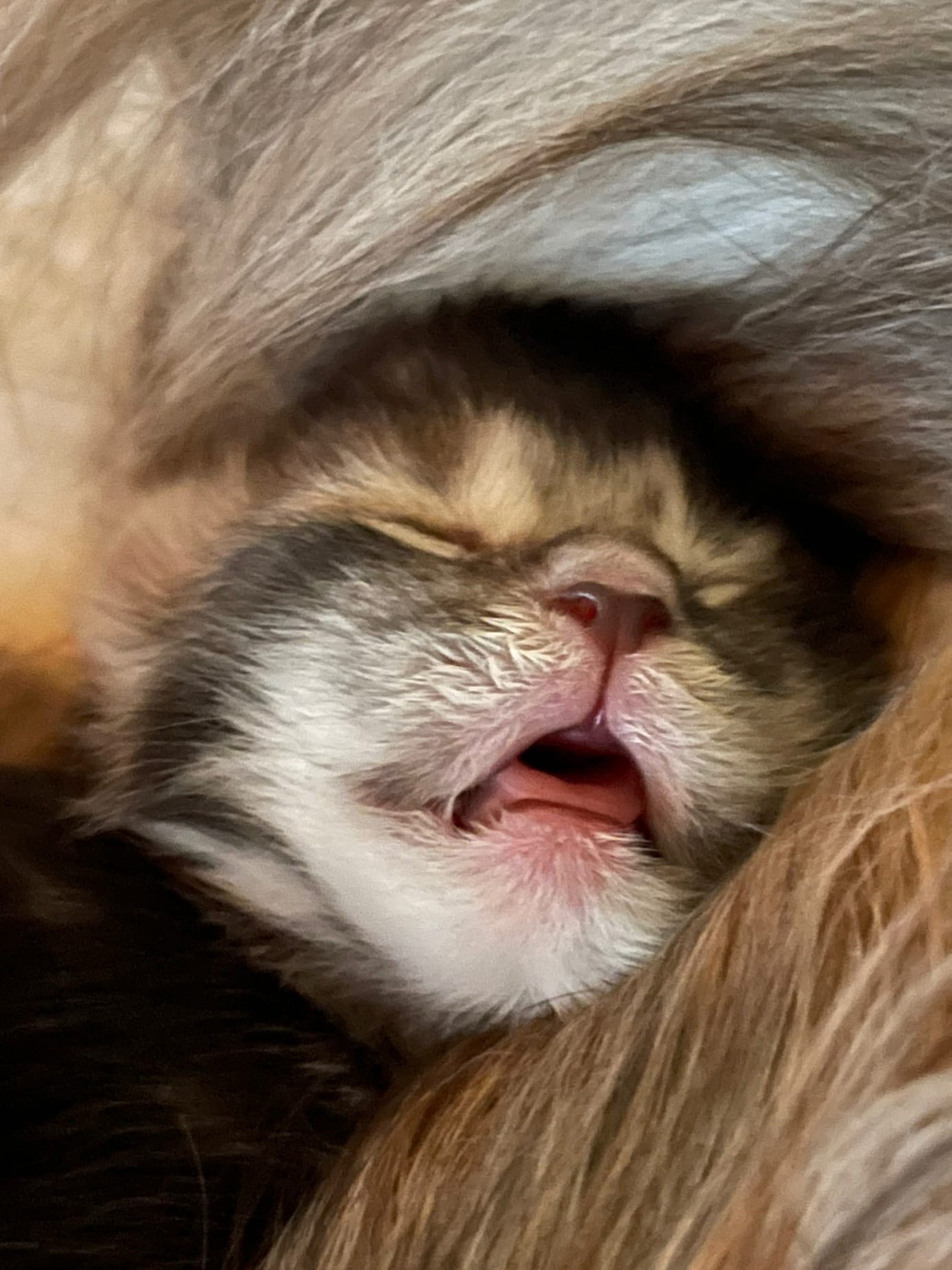 Сладко спится, у мамы под бочком