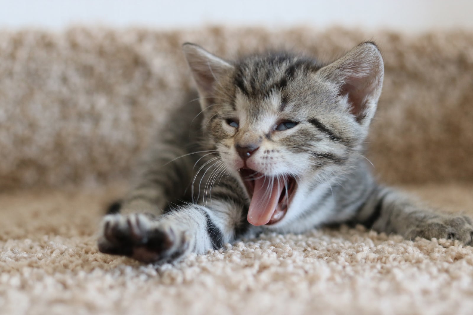 Всё, почти проснулся