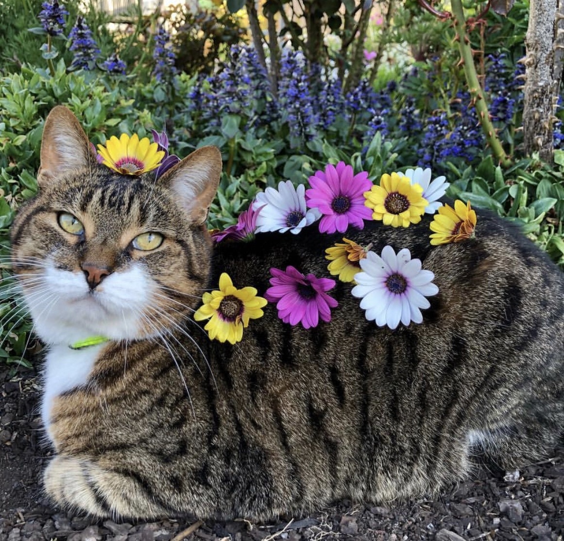 Красотка в цветах