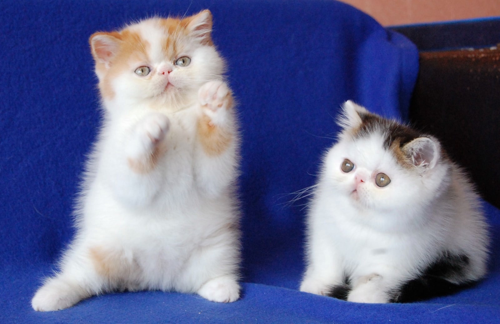 Муська потерпит, а меня на ручки возьмите