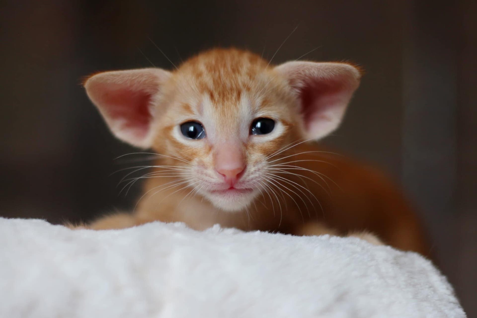 А что, сказки перед сном не будет