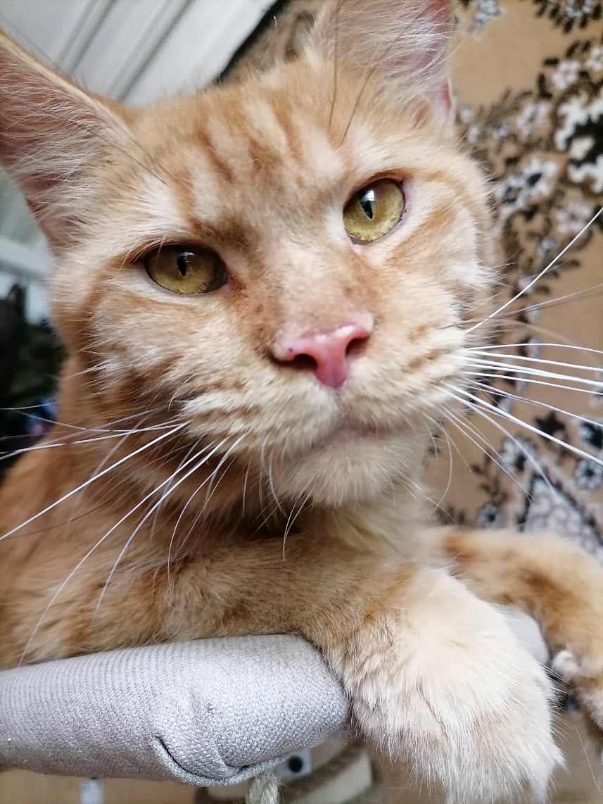 Дорогие хозяева, может мы ещё поспим