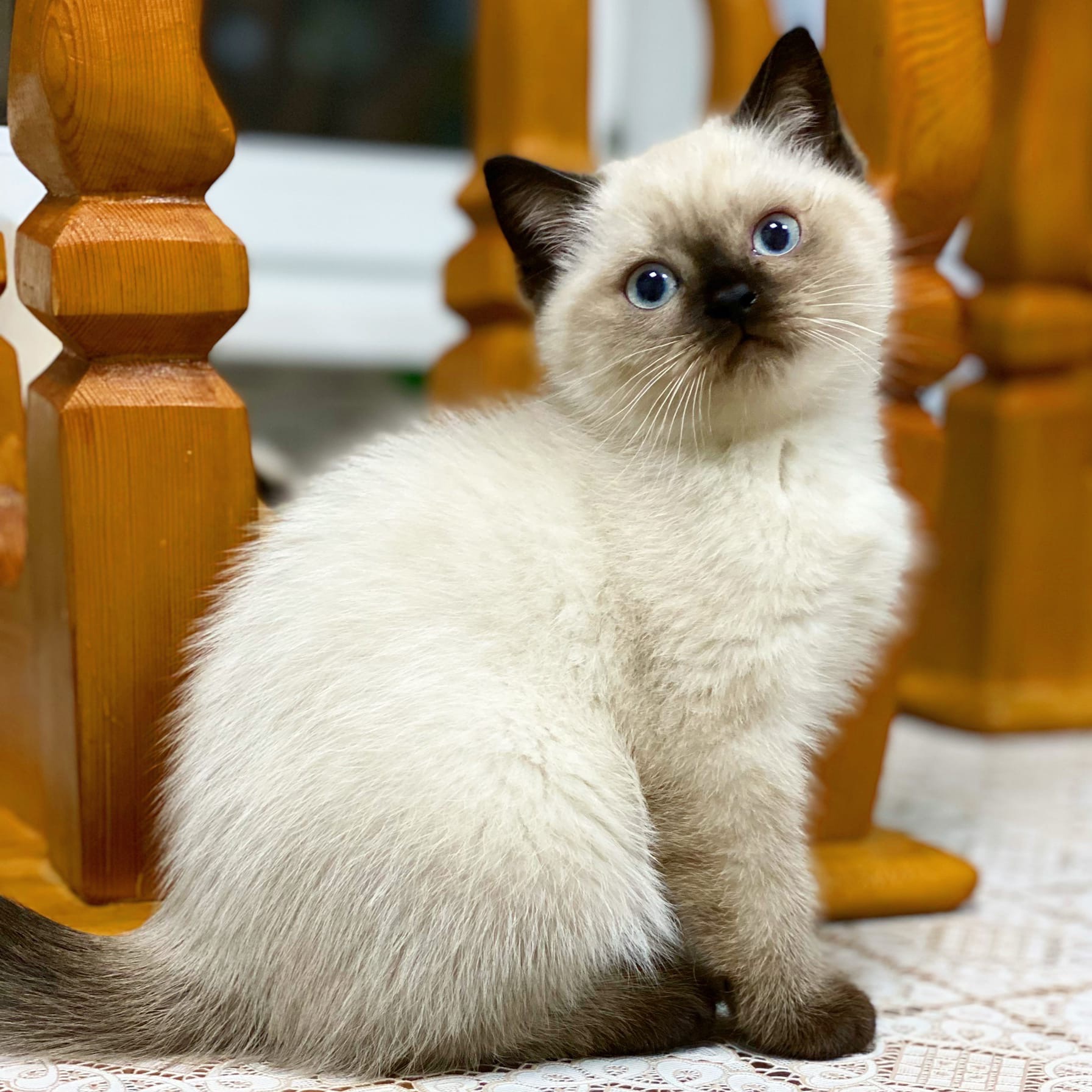 А к нам, сегодня гости не придут