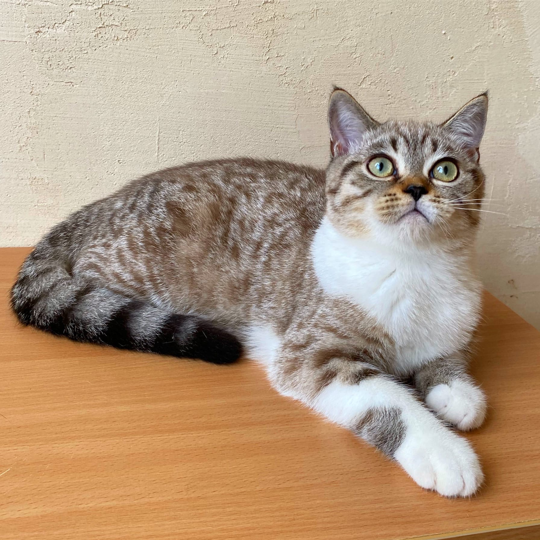 Может, сегодня приготовим что - нибудь вкусненькое