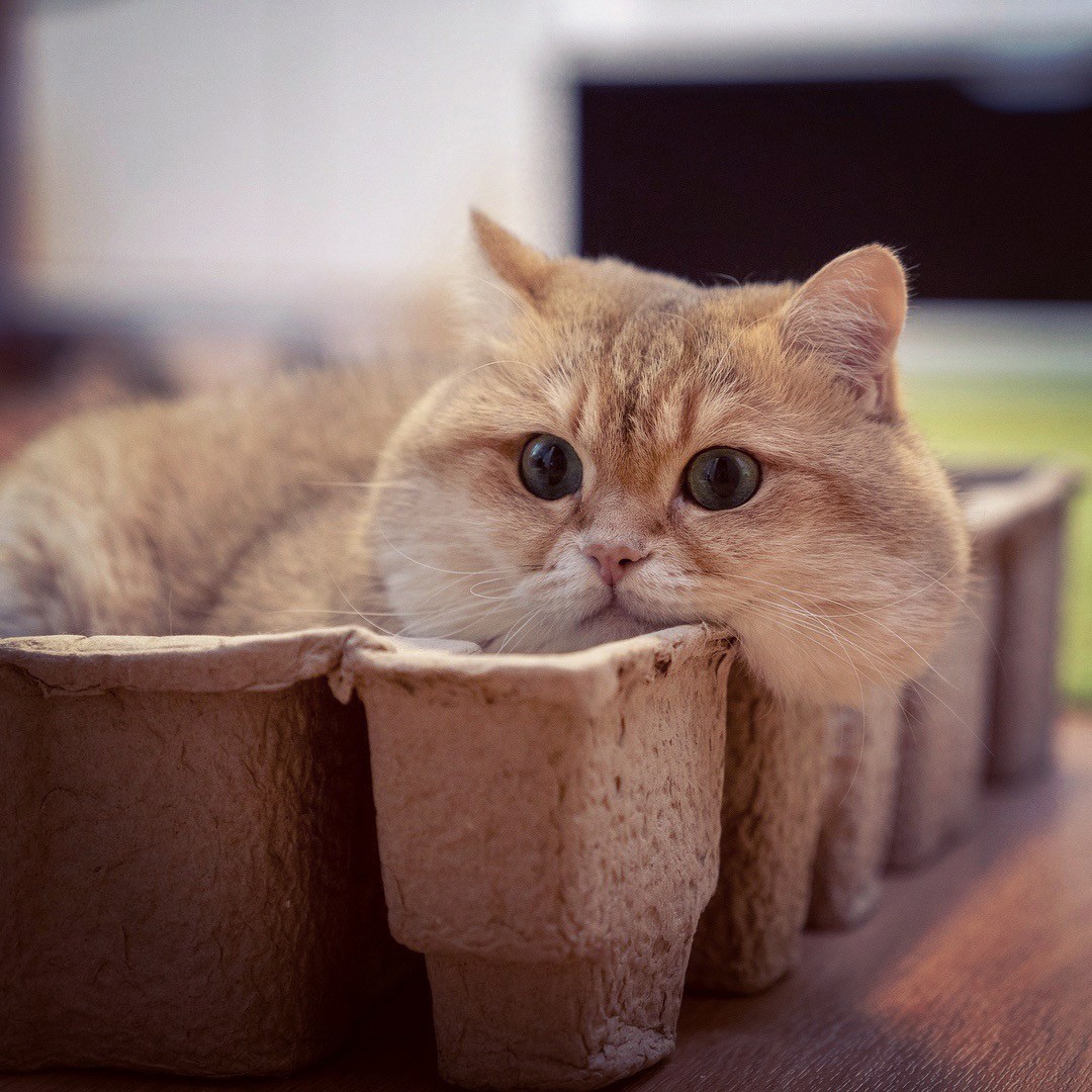 Рассады не будет, любите только меня