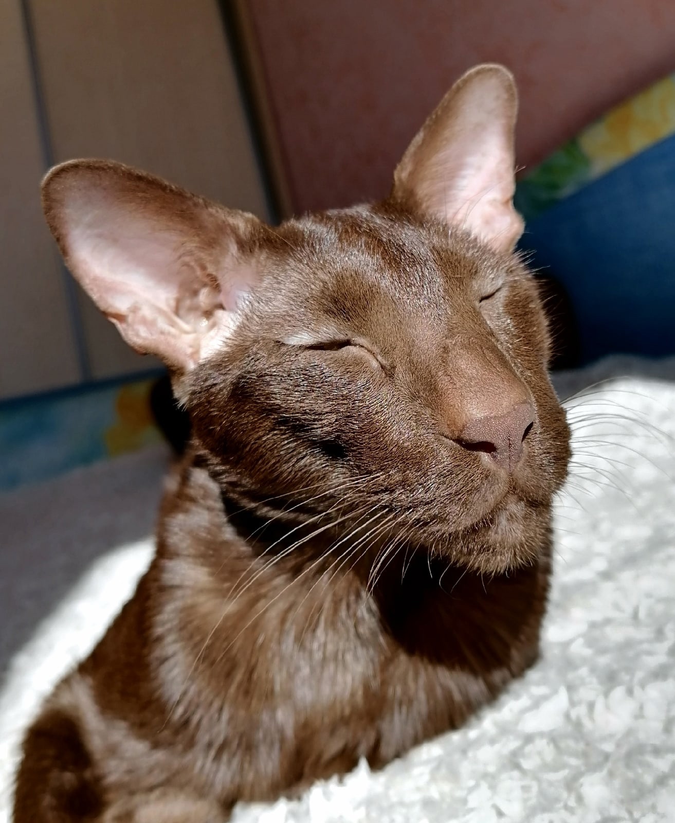 Я ещё сплю, не мешайте