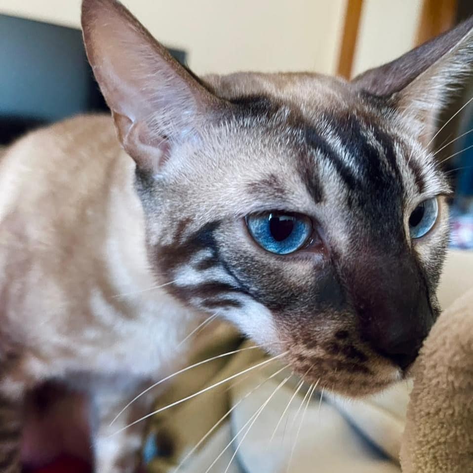 Хватит спать, кушать пошли