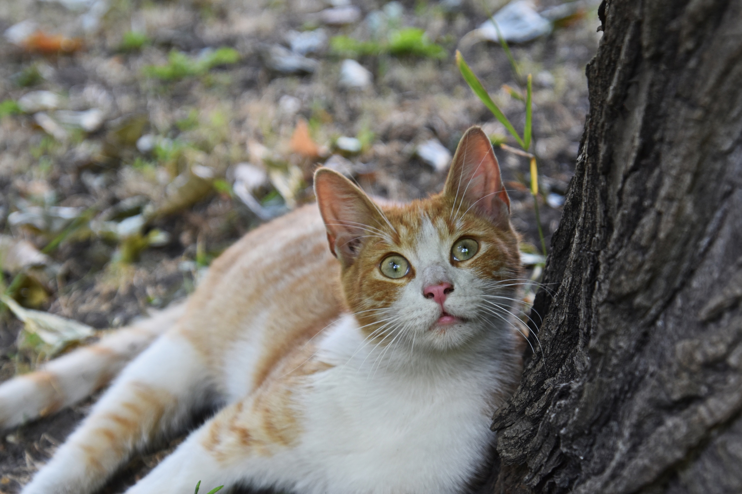 Я под деревом лежу и на небушко смотрю