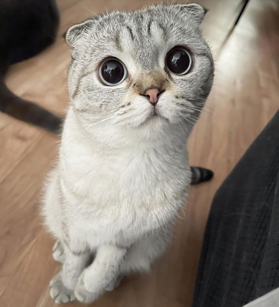 Ваське кушать дали, а мне