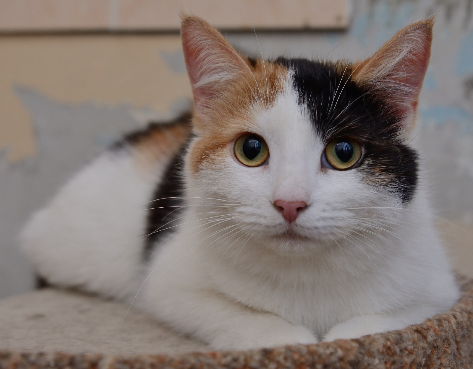 Всегда выслушаю и пожалею