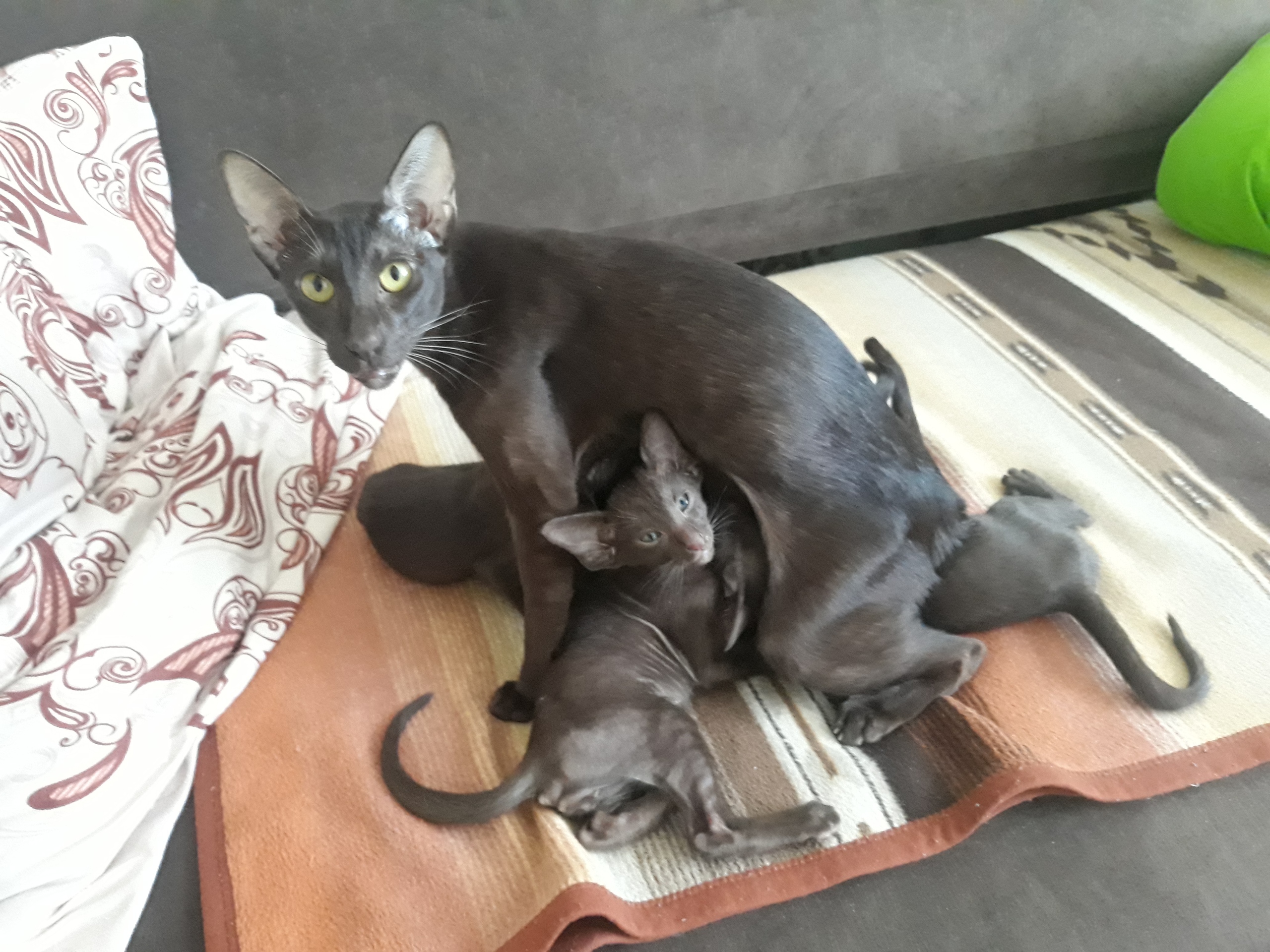 Котята одолели, может им пора корм покупать