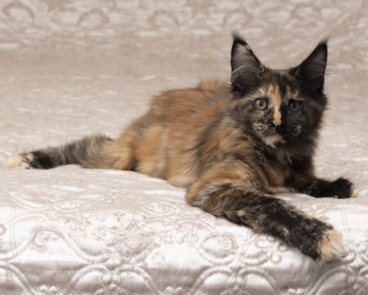 Пока хозяева на работе, кровать - вся моя