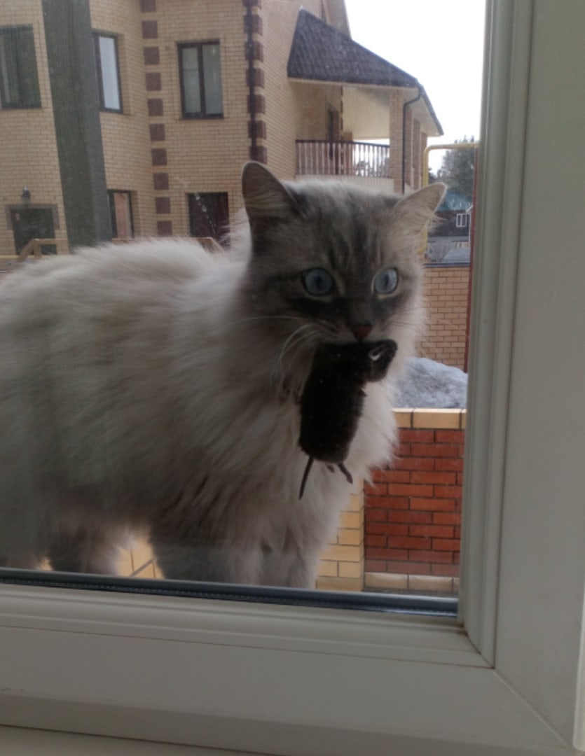 А ну, быстро пустили добытчицу в дом