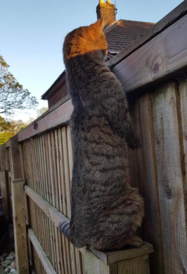 Чем это, соседи занимаются