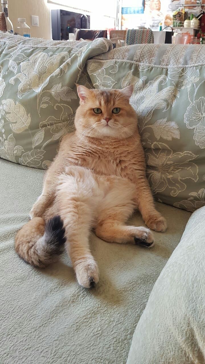 А, где пульт от телека