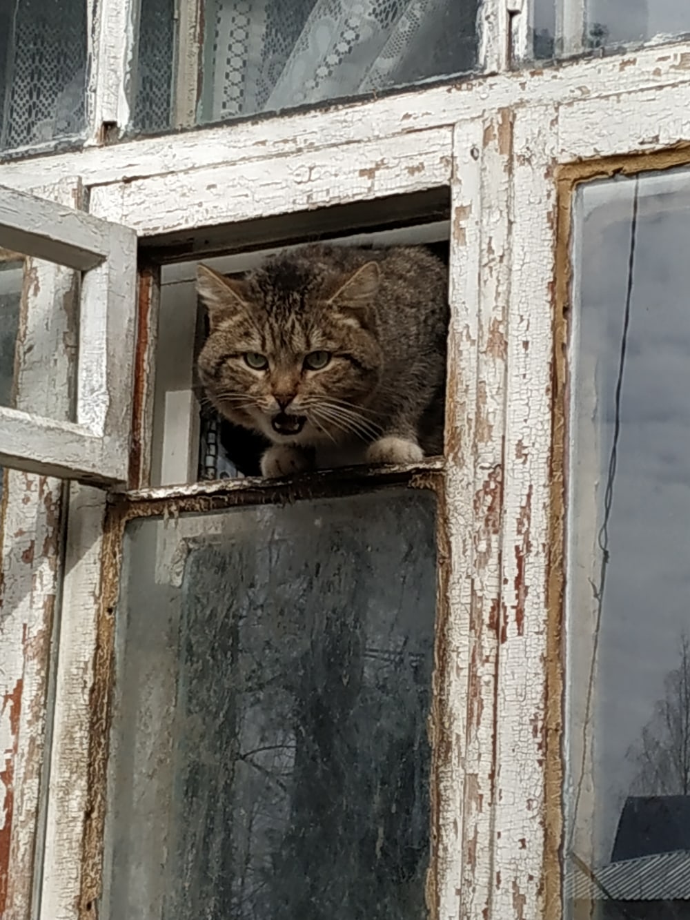 Мурка позже заходи, хозяева ещё не ушли