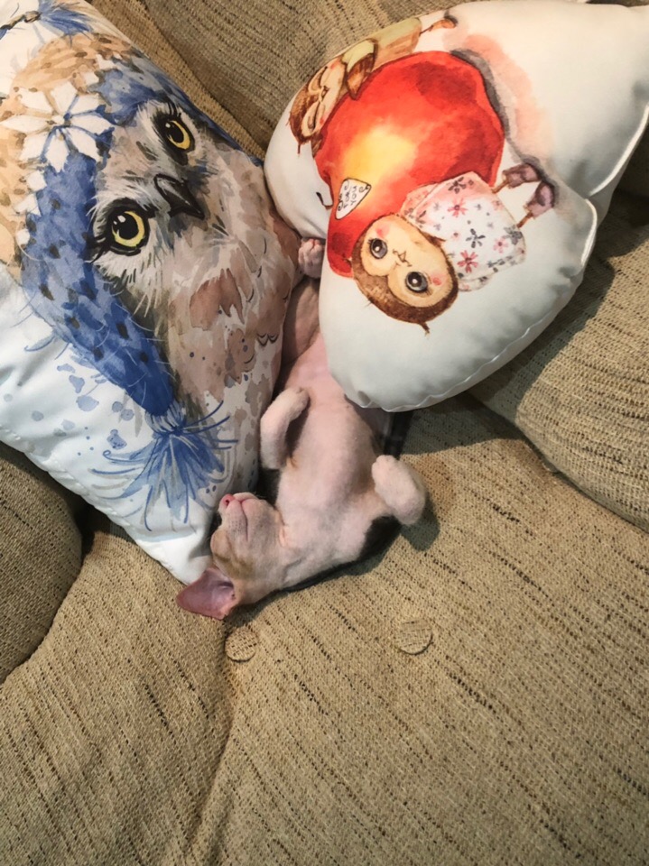 Чем дольше меня хозяева ищут, тем больше я посплю