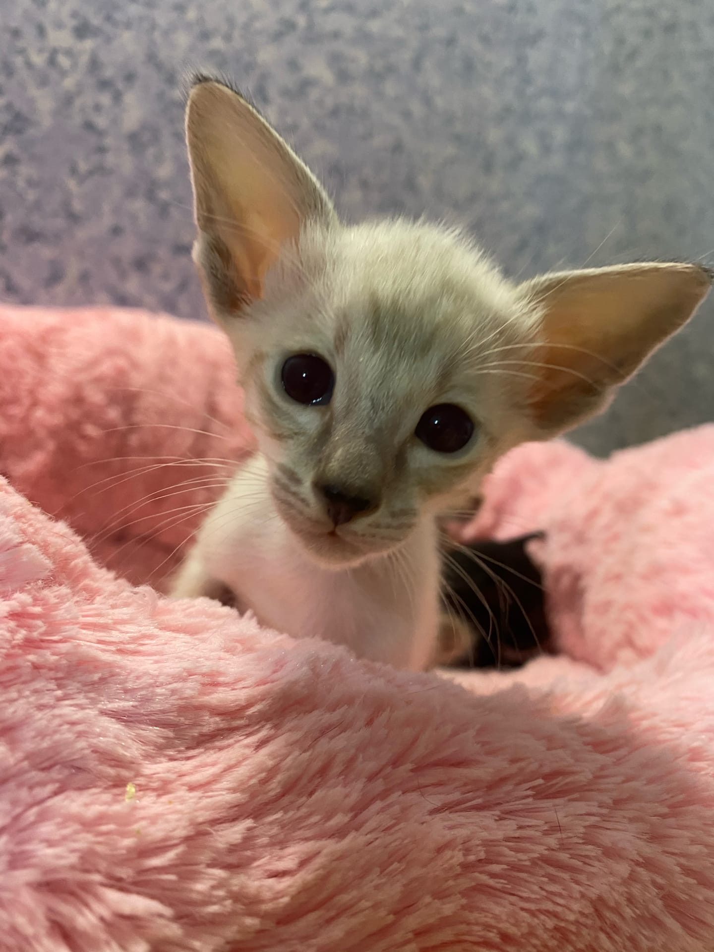 Простите, а не могли бы вы, меня убаюкать