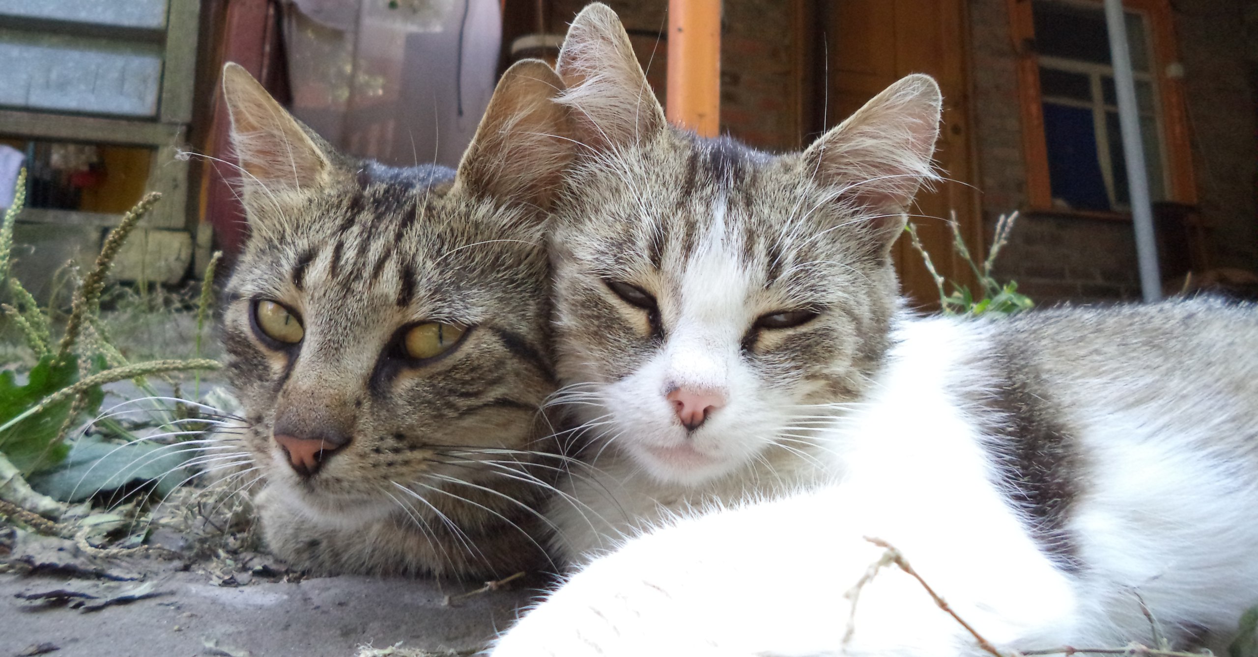 Нам с моею Муркой, везде хорошо