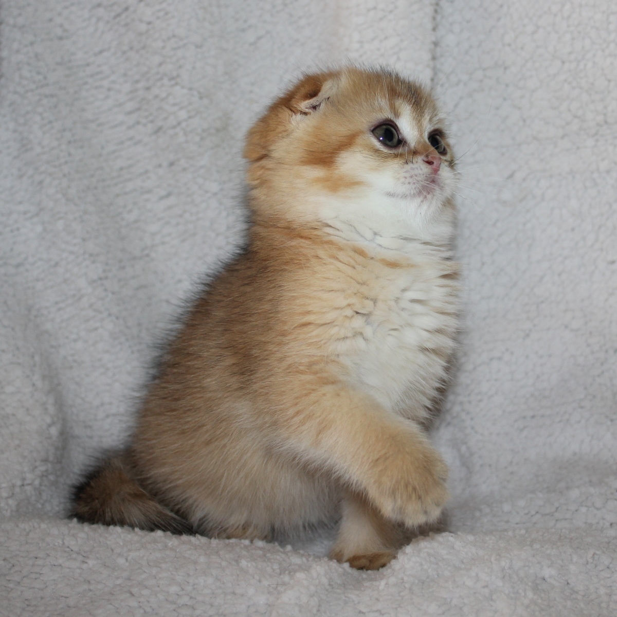 А давайте, целый вечер в догонялки играть