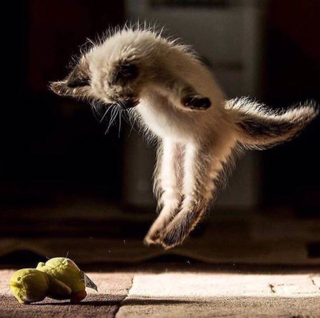 Веселье с самого утра