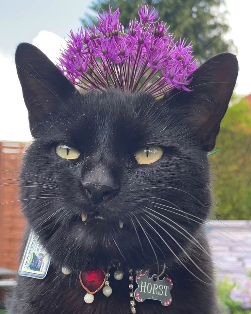 Принц заморский