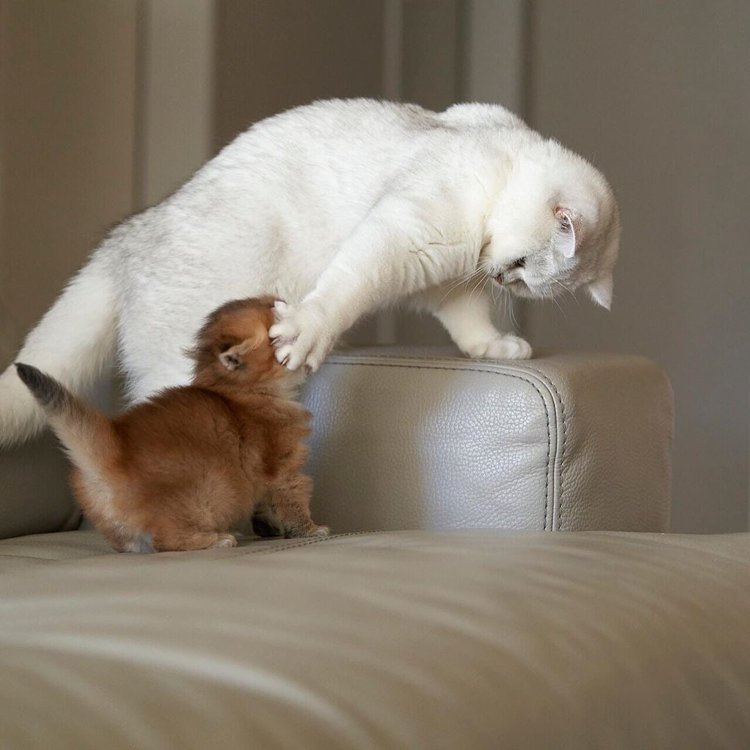 Не ходи за мной, тут высоко