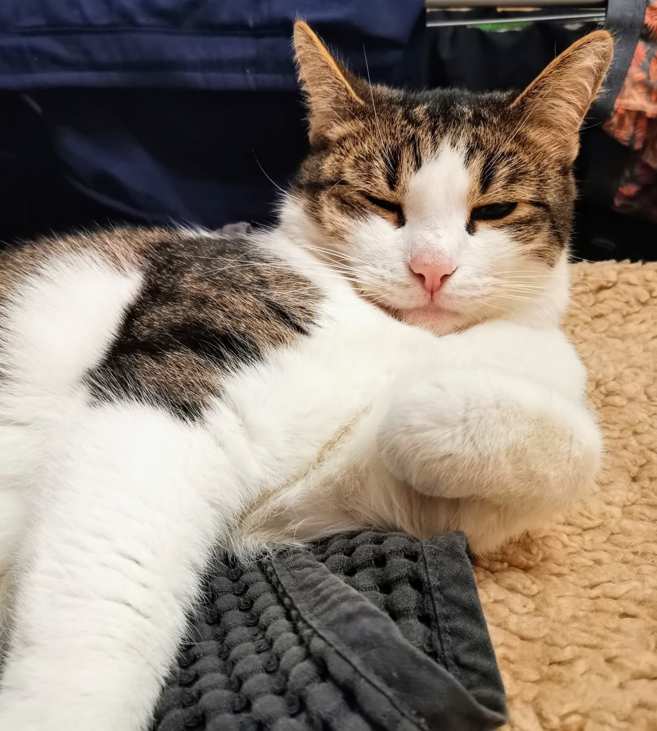 Пока завтрак готовится, можно немножко подремать