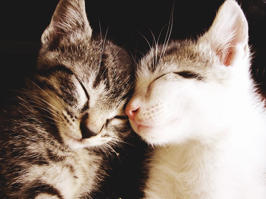 Жалко, такую милоту будить