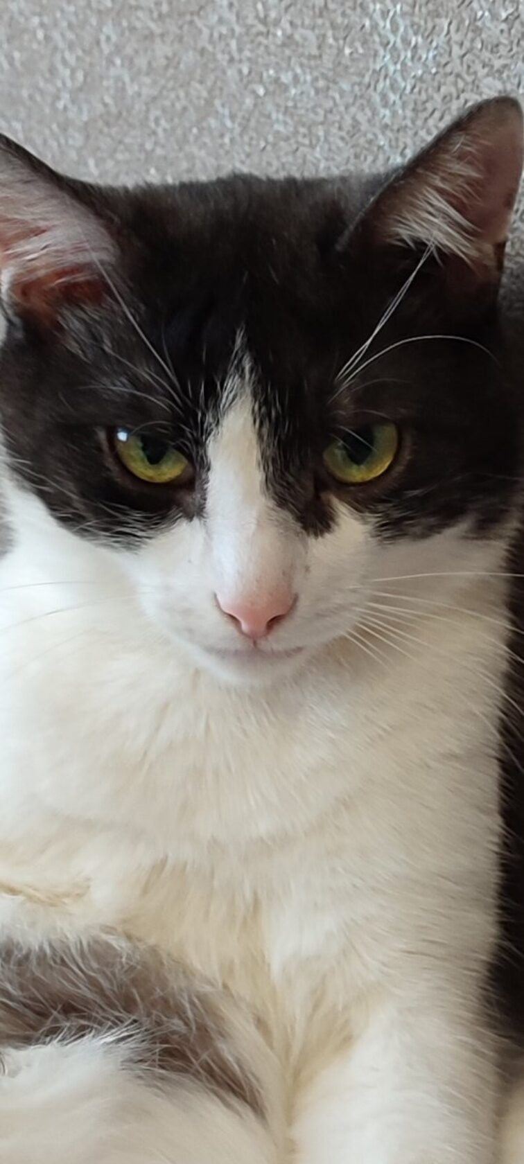 Серьёзный Тошенька