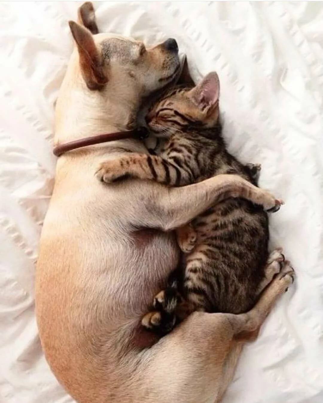 Носики - курносики сопят