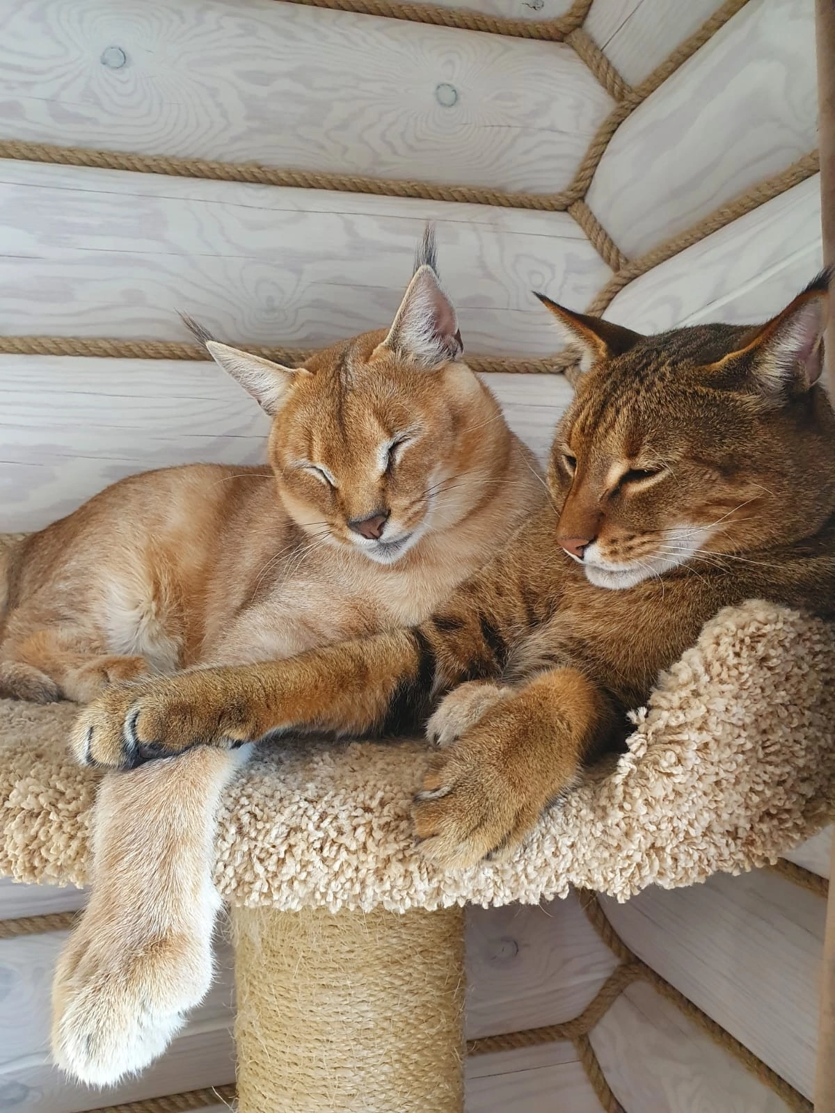 Братья каракеты