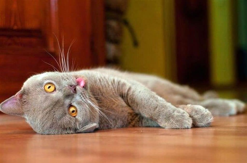 Ну, наконец - то все ушли, теперь можно расслабиться