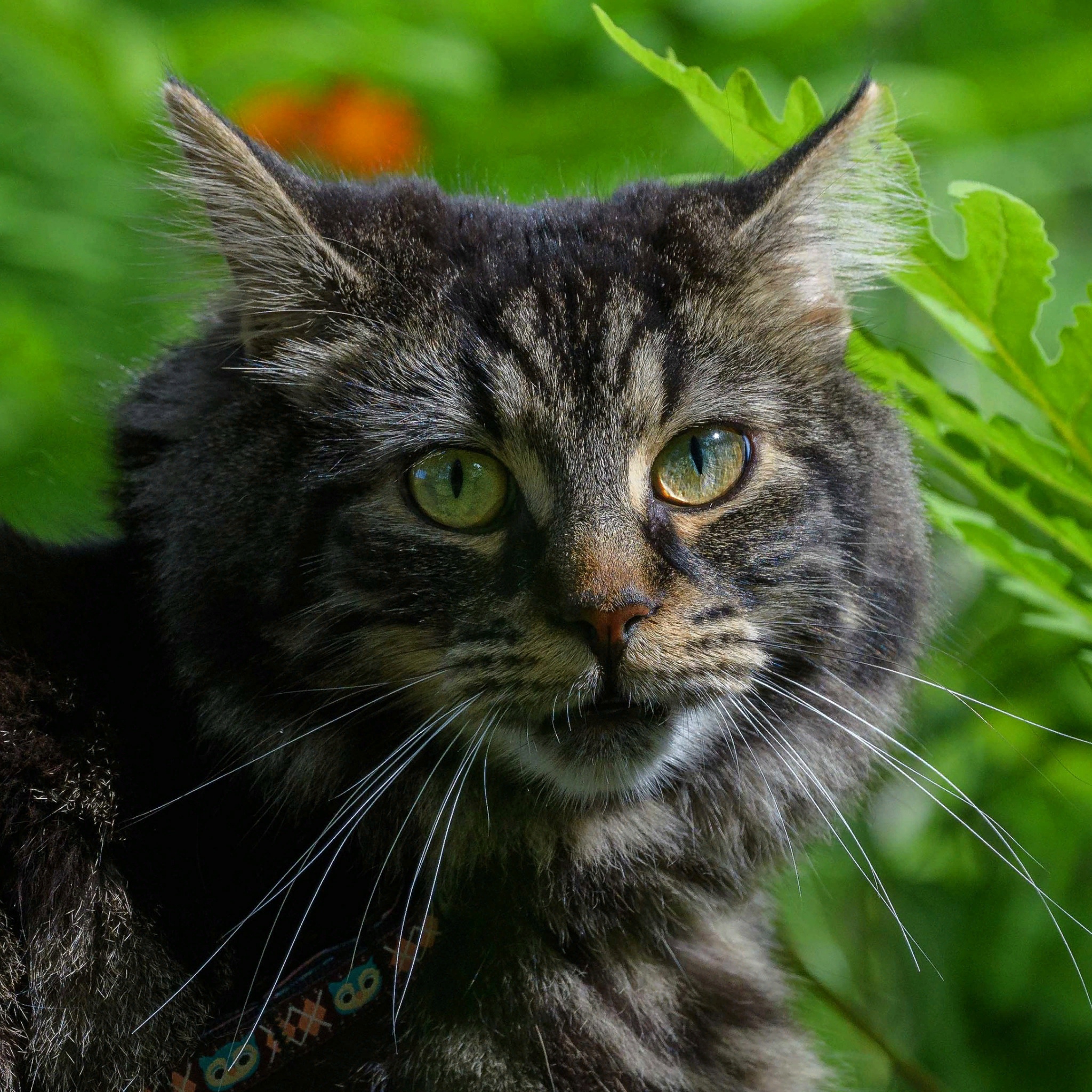 Птиц не смешите, снимите с меня поводок