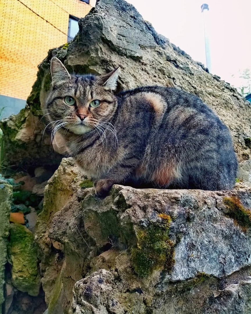 Могу показать достопримечательности двора, за небольшой гонорар