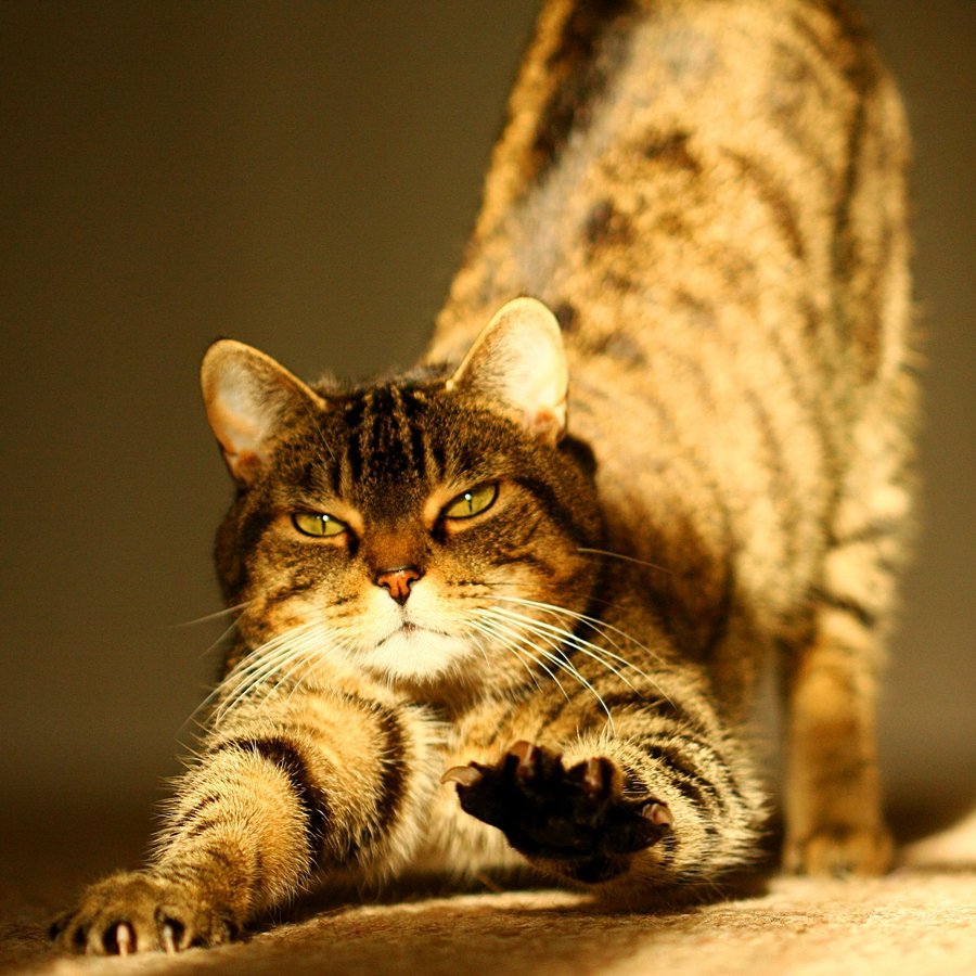 Солнышко встало, пора будить хозяев