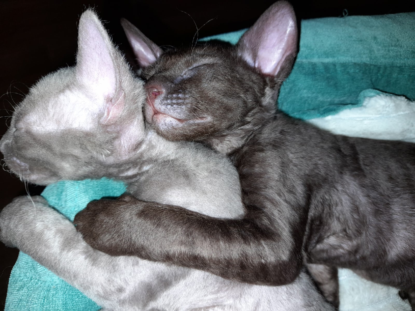 Братья - неразлучники